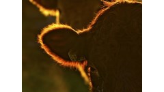 Rindersparte des Schlachthof Gausepohl ist insolvent