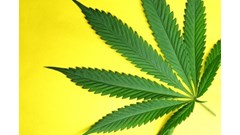 tochtergesellschaft der Deutschen Cannabis AG stellt Insolvenzantrag
